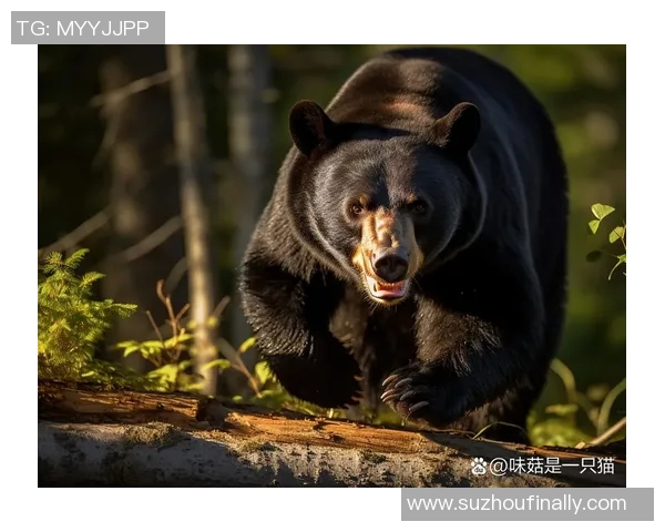 腾飞之狮与澳门黑熊的巅峰对决谁将成为胜利的王者